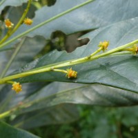 Agrostistachys borneensis Becc.